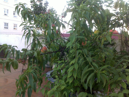 Ngắm[-]vườn[-]đào,[-]dưa[-]hường[-]trĩu[-]quả[-]trên[-]sân[-]thượng[-]ở[-]Hà[-]Nội