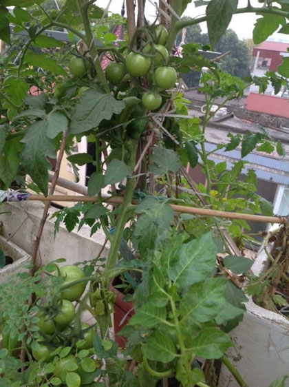 Ngắm[-]vườn[-]đào,[-]dưa[-]hường[-]trĩu[-]quả[-]trên[-]sân[-]thượng[-]ở[-]Hà[-]Nội