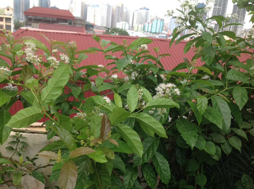 Ngắm[-]vườn[-]đào,[-]dưa[-]hường[-]trĩu[-]quả[-]trên[-]sân[-]thượng[-]ở[-]Hà[-]Nội
