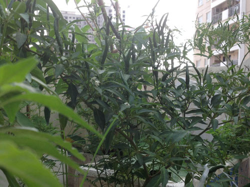 Ngắm[-]vườn[-]đào,[-]dưa[-]hường[-]trĩu[-]quả[-]trên[-]sân[-]thượng[-]ở[-]Hà[-]Nội