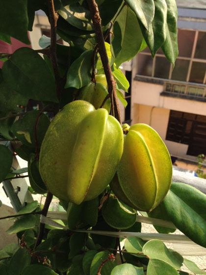 Ngắm[-]vườn[-]đào,[-]dưa[-]hường[-]trĩu[-]quả[-]trên[-]sân[-]thượng[-]ở[-]Hà[-]Nội