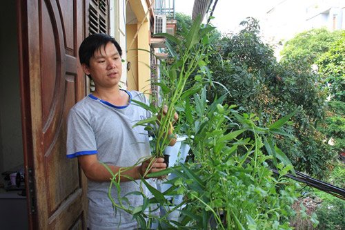 [-]Hà[-]Nội:[-]Vườn[-]rau[-]mơn[-]mởn[-]giữa[-]phố[-]ai[-]cũng[-]ao[-]ước