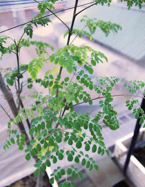 [-]Hà[-]Nội:[-]Vườn[-]rau[-]mơn[-]mởn[-]giữa[-]phố[-]ai[-]cũng[-]ao[-]ước