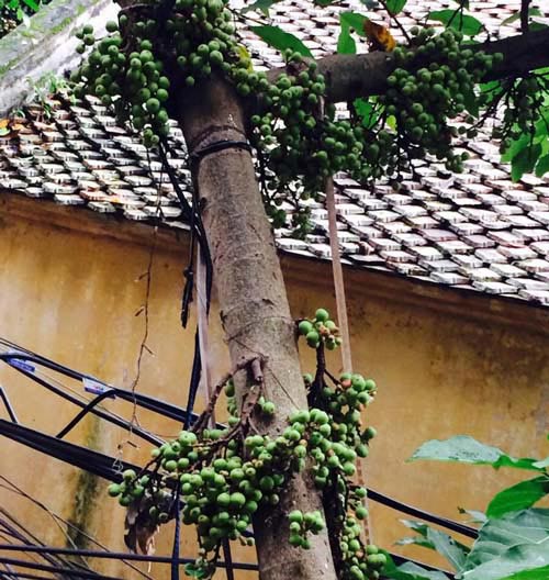 [-]Hà[-]Nội:[-]Vườn[-]rau[-]mơn[-]mởn[-]giữa[-]phố[-]ai[-]cũng[-]ao[-]ước