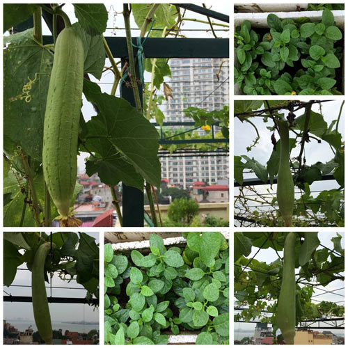 [-]Hà[-]Nội:[-]Vườn[-]rau[-]mơn[-]mởn[-]giữa[-]phố[-]ai[-]cũng[-]ao[-]ước