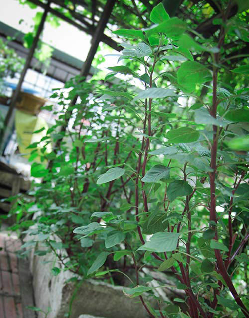 [-]Hà[-]Nội:[-]Vườn[-]rau[-]mơn[-]mởn[-]giữa[-]phố[-]ai[-]cũng[-]ao[-]ước