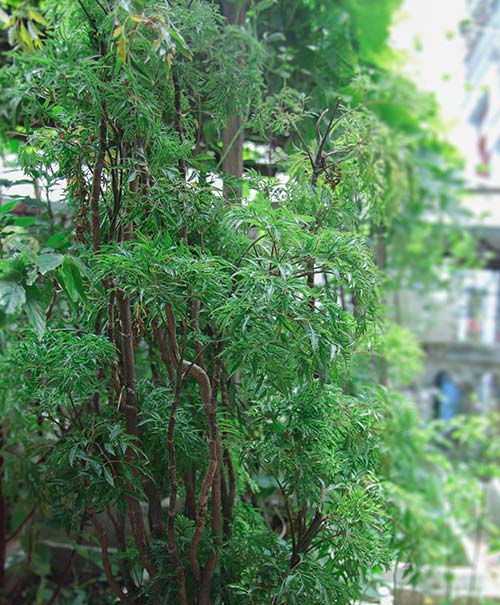 [-]Hà[-]Nội:[-]Vườn[-]rau[-]mơn[-]mởn[-]giữa[-]phố[-]ai[-]cũng[-]ao[-]ước
