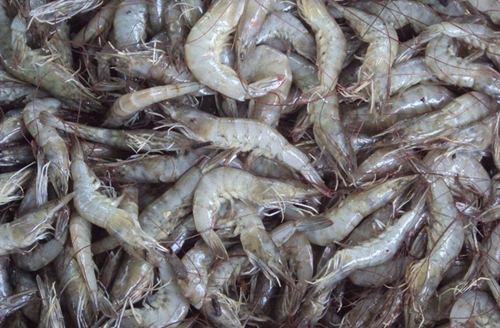 Các[-]xu[-]hướng[-]tác[-]động[-]đến[-]môi[-]trường[-]thế[-]giới[-]năm[-]2015