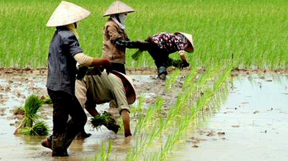Bổ[-]sung[-]hơn[-]321[-]tỷ[-]đồng[-]bảo[-]vệ[-]và[-]phát[-]triển[-]đất[-]trồng[-]lúa