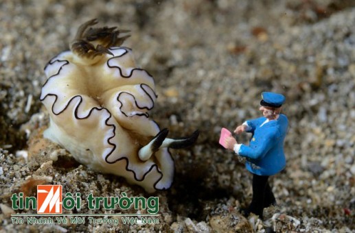 Người tí hon thám hiểm đáy biển 04