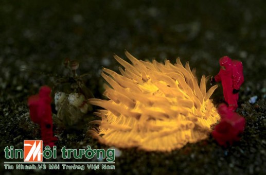 Người tí hon thám hiểm đáy biển 05