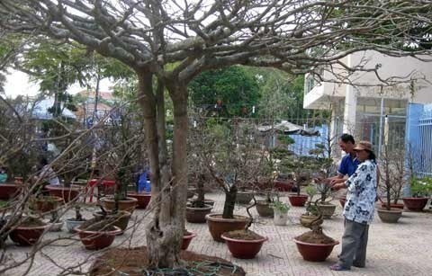 Nhiều[-]người[-]chơi[-]cây[-]cảnh[-]chuyên[-]nghiệp[-]đến[-]trầm[-]trồ[-]bên[-]cây[-]mai.