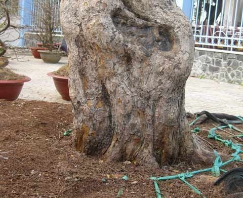 Cận[-]cảnh[-]cây[-]mai[-]‘phu[-]thê[-]mẫu[-]tử’.