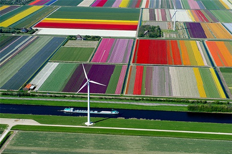 Vẻ[-]đẹp[-]diễm[-]lệ[-]của[-]những[-]thảm[-]hoa[-]tulip[-]vào[-]mùa