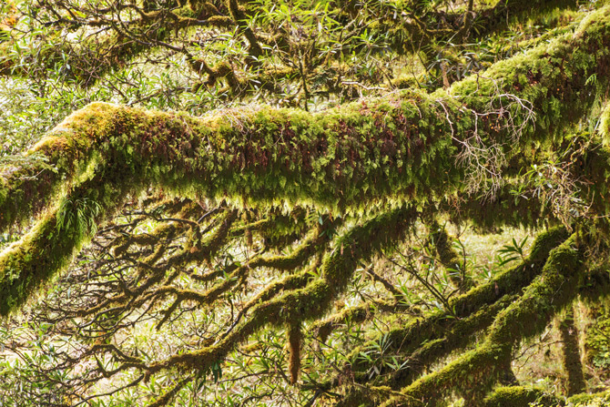 Description:[-]http://ngm.nationalgeographic.com/2014/03/new-zealand/img/04-fiordland-shaggy-tree-limb-670.jpg