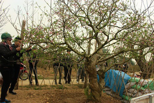 Cây[-]đào[-]có[-]giá[-]200[-]triệu[-]đồng[-]ở[-]Hải[-]Phòng