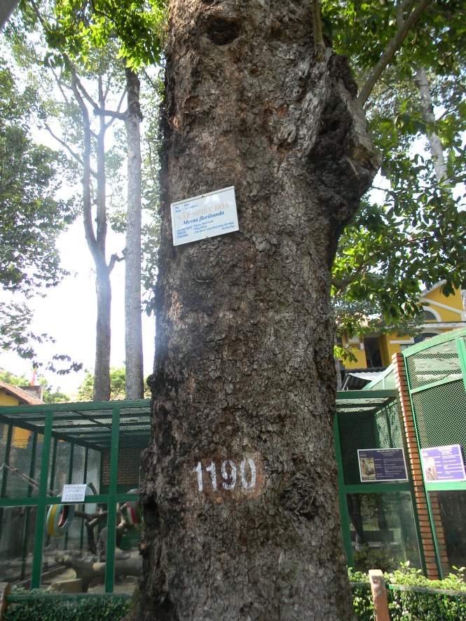 Có[-]2[-]cây[-]vấp[-]ở[-]Thảo[-]Cầm[-]Viên[-]Sài[-]Gòn