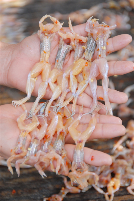 [-]Làng[-]làm[-]nghề[-]“Vũ[-]nữ[-]chân[-]dài”[-]hốt[-]bạc[-]trong[-]mùa[-]Tết...