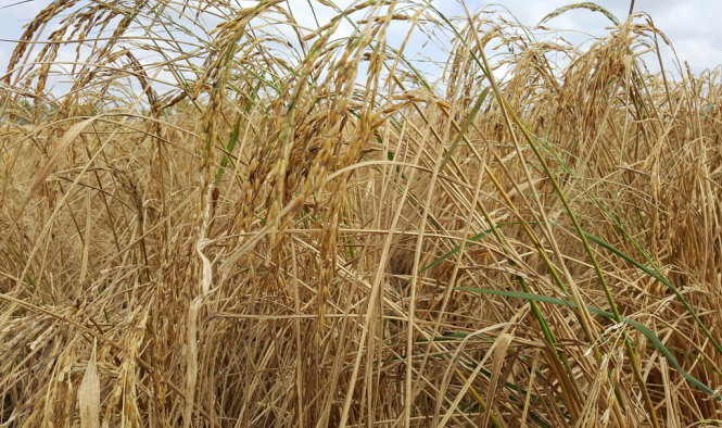 [-]Hạn,[-]mặn[-]đặc[-]biệt[-]trong[-]gần[-]100[-]năm