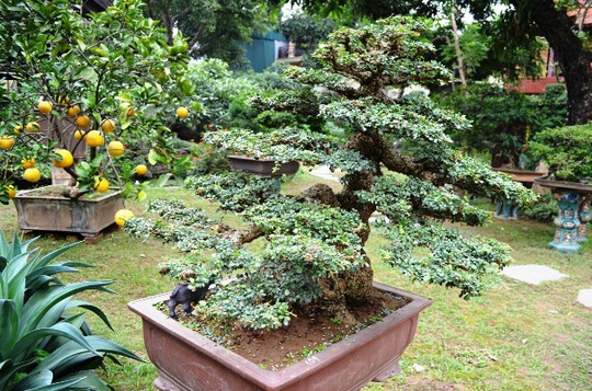 Một[-]"biệt[-]phủ"[-]tràn[-]ngập[-]màu[-]xanh[-]giữa[-]lòng[-]Hà[-]Nội