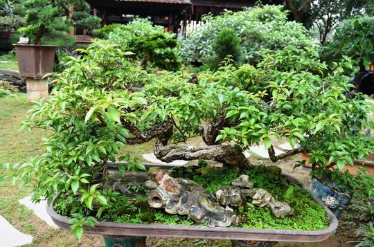 Một[-]"biệt[-]phủ"[-]tràn[-]ngập[-]màu[-]xanh[-]giữa[-]lòng[-]Hà[-]Nội
