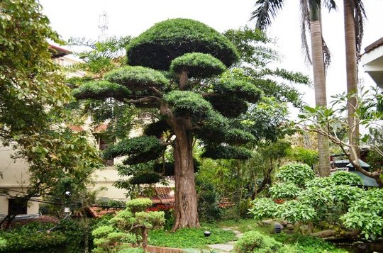 Một[-]"biệt[-]phủ"[-]tràn[-]ngập[-]màu[-]xanh[-]giữa[-]lòng[-]Hà[-]Nội