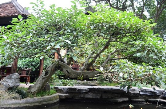 Một[-]"biệt[-]phủ"[-]tràn[-]ngập[-]màu[-]xanh[-]giữa[-]lòng[-]Hà[-]Nội