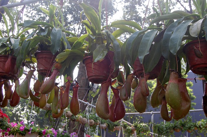 Chiêm[-]ngưỡng[-]những[-]cây[-]chưng[-]Tết[-]độc,[-]lạ[-]ở[-]Sài[-]Gòn