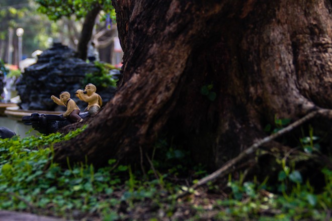 [-]Những[-]tiểu[-]cảnh,[-]bon[-]sai[-]vô[-]giá[-]ở[-]hội[-]hoa[-]xuân[-]Sài[-]Gòn