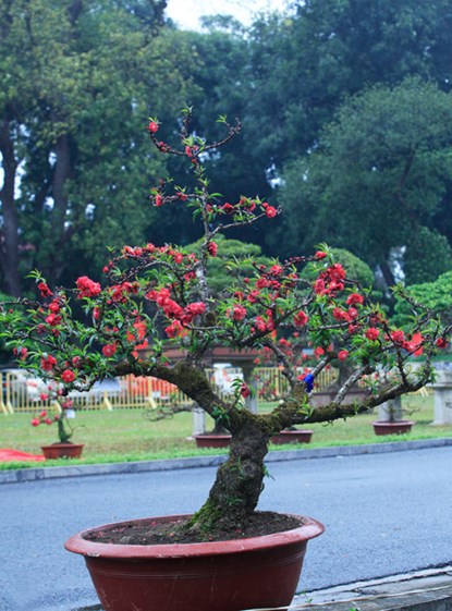 Vẻ[-]đẹp[-]của[-]đào[-]tiến[-]vua[-]chơi[-]Tết[-]giá[-]160[-]triệu[-]đồng