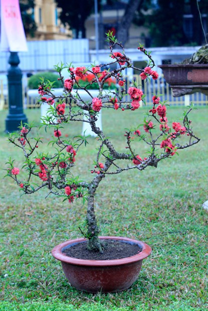 Vẻ[-]đẹp[-]của[-]đào[-]tiến[-]vua[-]chơi[-]Tết[-]giá[-]160[-]triệu[-]đồng