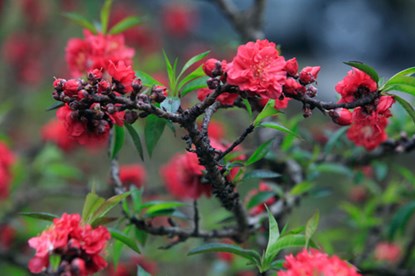 Vẻ[-]đẹp[-]của[-]đào[-]tiến[-]vua[-]chơi[-]Tết[-]giá[-]160[-]triệu[-]đồng
