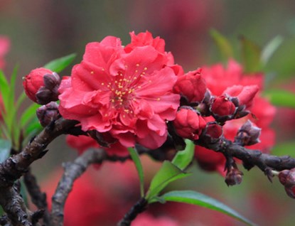 Vẻ[-]đẹp[-]của[-]đào[-]tiến[-]vua[-]chơi[-]Tết[-]giá[-]160[-]triệu[-]đồng