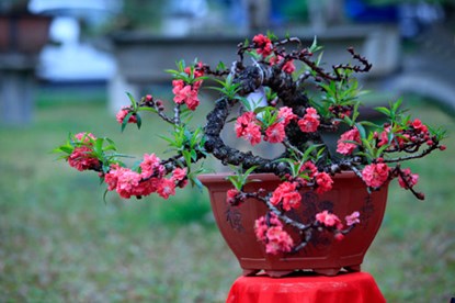 Vẻ[-]đẹp[-]của[-]đào[-]tiến[-]vua[-]chơi[-]Tết[-]giá[-]160[-]triệu[-]đồng