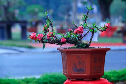 Vẻ[-]đẹp[-]của[-]đào[-]tiến[-]vua[-]chơi[-]Tết[-]giá[-]160[-]triệu[-]đồng