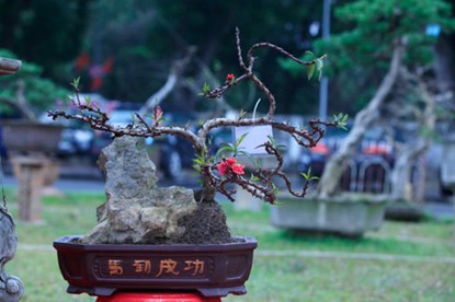 Vẻ[-]đẹp[-]của[-]đào[-]tiến[-]vua[-]chơi[-]Tết[-]giá[-]160[-]triệu[-]đồng