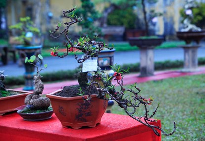 Vẻ[-]đẹp[-]của[-]đào[-]tiến[-]vua[-]chơi[-]Tết[-]giá[-]160[-]triệu[-]đồng