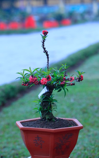 Vẻ[-]đẹp[-]của[-]đào[-]tiến[-]vua[-]chơi[-]Tết[-]giá[-]160[-]triệu[-]đồng