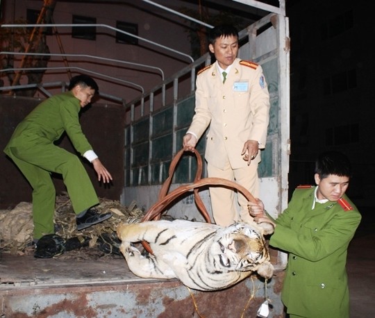 Tình[-]trạng[-]buôn[-]bán[-]hổ[-]trái[-]phép[-]ngày[-]càng[-]phức[-]tạp