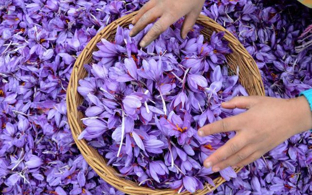 Chiêm[-]ngưỡng[-]vẻ[-]đẹp[-]những[-]vườn[-]hoa[-]tím[-]biếc