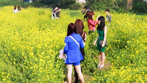 Giẫm[-]nát[-]vườn[-]cải[-]để...[-]chụp[-]ảnh[-]đăng[-]“phây”