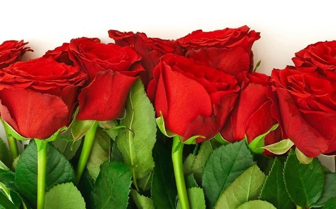 Hoa[-]hồng[-]chữa[-]bệnh[-]đường[-]tiêu[-]hóa