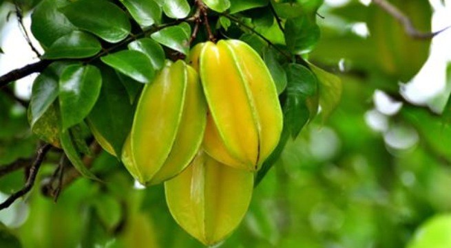 Trong[-]nhân[-]dân,[-]khế[-]được[-]dùng[-]để[-]chữa[-]nhiều[-]bệnh.