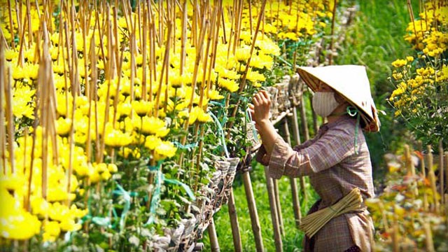 5[-]điểm[-]ngắm[-]hoa[-]Tết[-]đẹp[-]nhất[-]miền[-]Tây