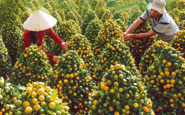 5[-]điểm[-]ngắm[-]hoa[-]Tết[-]đẹp[-]nhất[-]miền[-]Tây