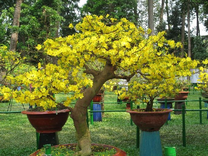[-]Cách[-]chọn[-]mai[-]thật[-]đẹp[-]mang[-]tài[-]lộc[-]về[-]nhà[-]ngày[-]Tết