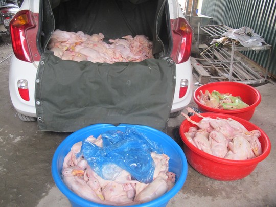 Hà[-]Nội:[-]Bắt[-]giữ,[-]tiêu[-]huỷ[-]hơn[-]3[-]tạ[-]vịt[-]không[-]rõ[-]nguồn[-]gốc
