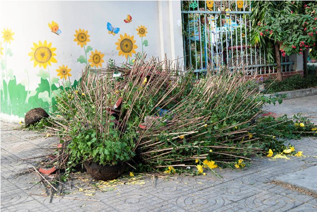 [-]Câu[-]chuyện[-]rác[-]và[-]hoa[-]ngày[-]Tết