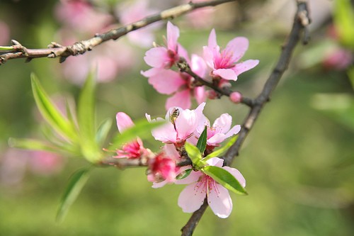 Thuốc[-]hay[-]từ[-]các[-]loài[-]hoa