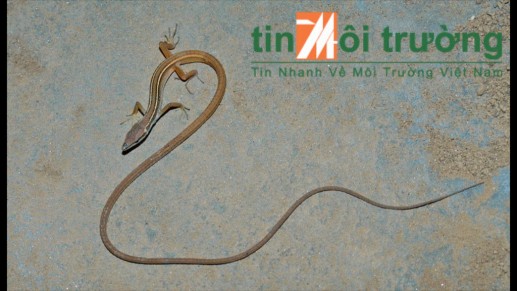 Cận cảnh sinh vật đuôi dài bị thảm sát 01